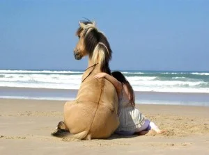 pensions chevaux retraite ou pré retraite - Un monde équestre différent