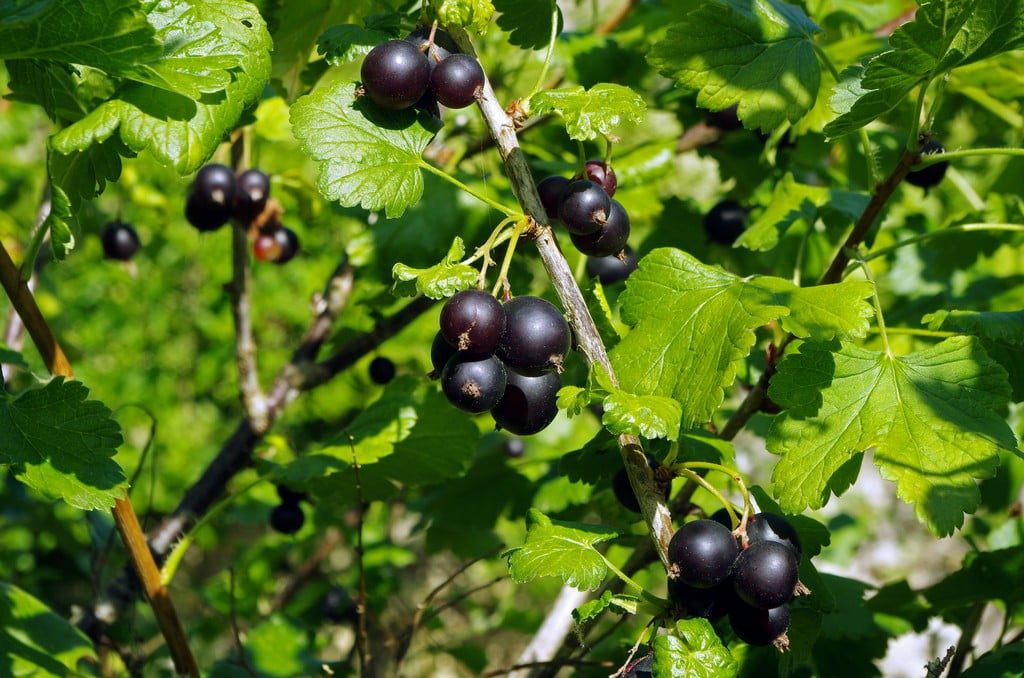 Macérat de Cassis Bio - Tendinites, fourbure