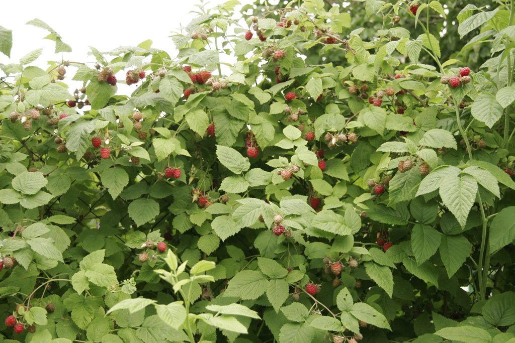 Macérat de Framboisier Bio - Juments ovariennes