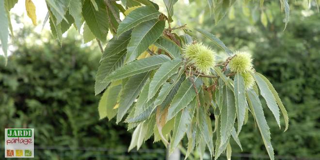 Macérat de Châtaignier Bio - Engorgements