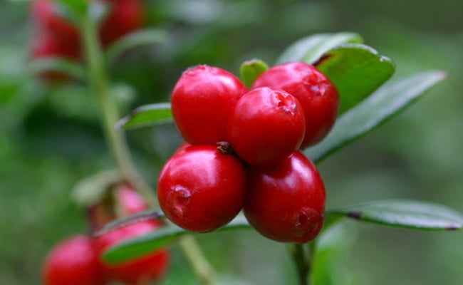 Macérât d'Airelle Bio - Chaleurs douloureuses