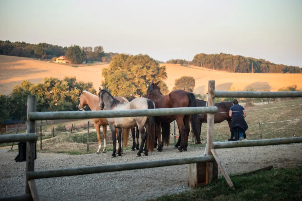 pension-equine-gers-paddock-paradise.jpg