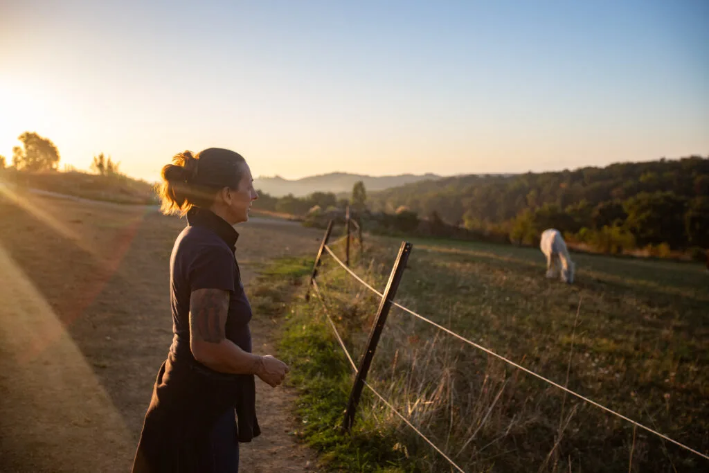 Suivi quotidien et observation des chevaux en pension équine